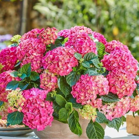 Meet your Posher, L - Picture 1 of 1